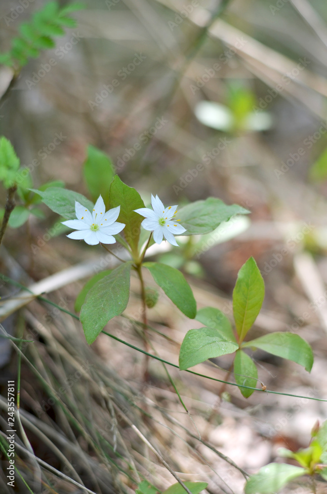 Trientalis europaea. Two small Arctic blooming in the forest in spring. (Shallow depth of field, closeup) Trientalis europaea. Two small Arctic blooming in the forest in spring. (Shallow depth of field, closeup)