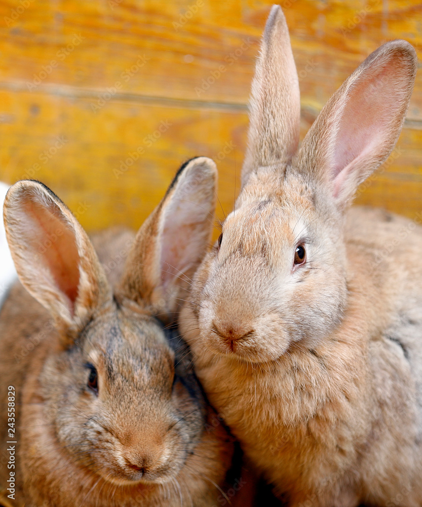 Fototapeta premium two rabbits heat up squatting on the straw