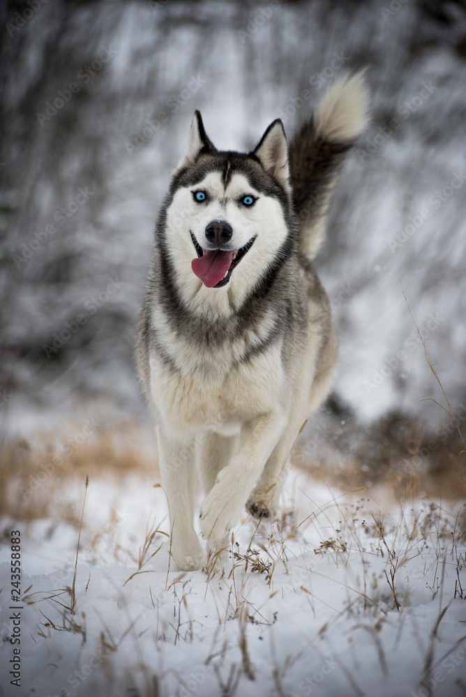 A siberian husky running to the camera with smiling face A siberian husky running to the camera with smiling face