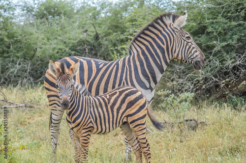 A cute and small striped Zebra baby or calf in a game reserve in