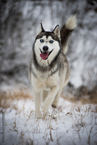A siberian husky running to the camera with smiling face