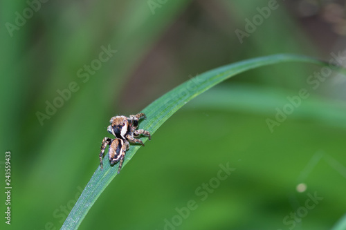 mały pająk skakun arlekin na źdźble trawy © Henryk Niestrój