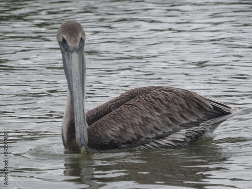 Swimming pelican