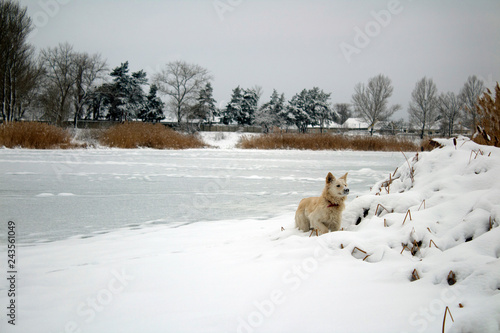 red foxy dog hunting in the reeds in the winter frozen lake