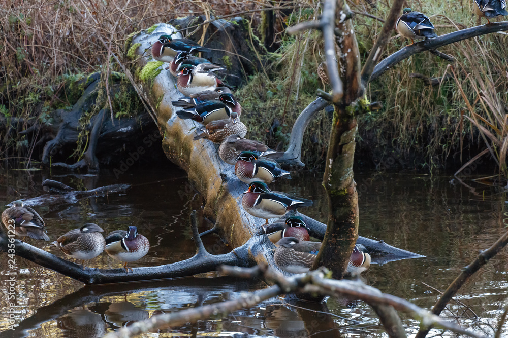 Obraz premium Wood duck bird