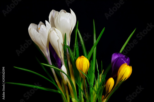Bouquet of colorful crocuses  white  yellow  purple on a black background.
