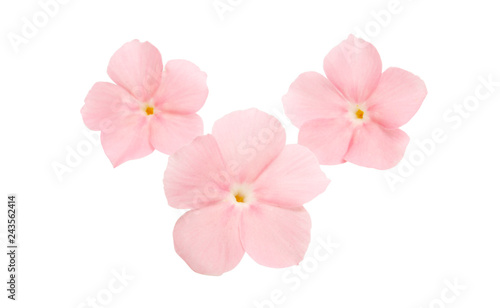 pink flower phlox isolated