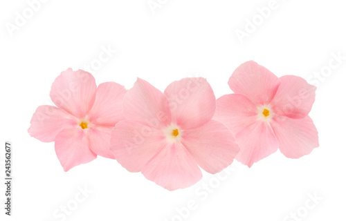 pink flower phlox isolated © ksena32