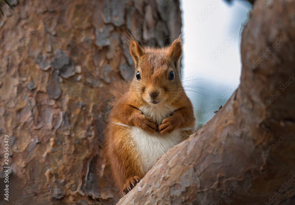 Obraz premium portrait of cute little squirrel in tree