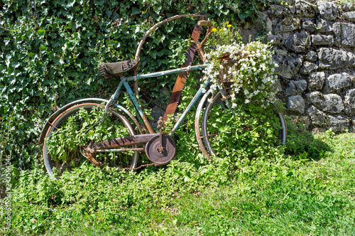  lonely old bicycle abandoned in the grass / flowered old bicycle abandoned in the grassy wall, in the summer sun photo