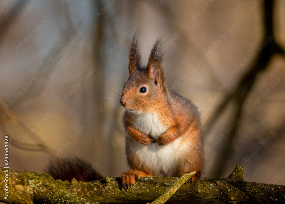 Fototapeta premium portrait of cute little squirrel in tree
