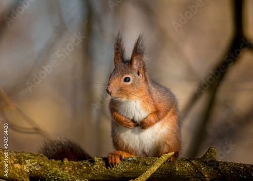 portrait of cute little squirrel in tree