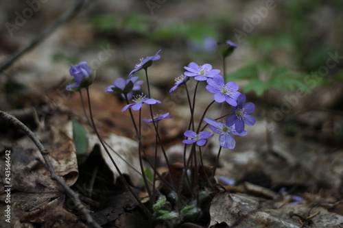 first spring flowers in the forest