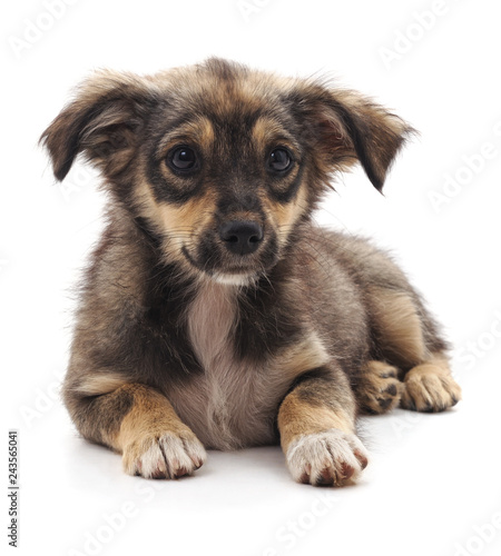 Brown beautiful puppy.