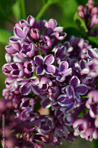 Syringa Vulgaris. Blossoming bush of a Common Lilac in a park. (Shallow depth of field, closeup)