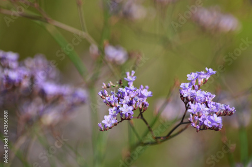 Limonium  Sea Lavender  flower blooms in the meadow. Flora of Ukraine.  Shallow depth of field  close-up 