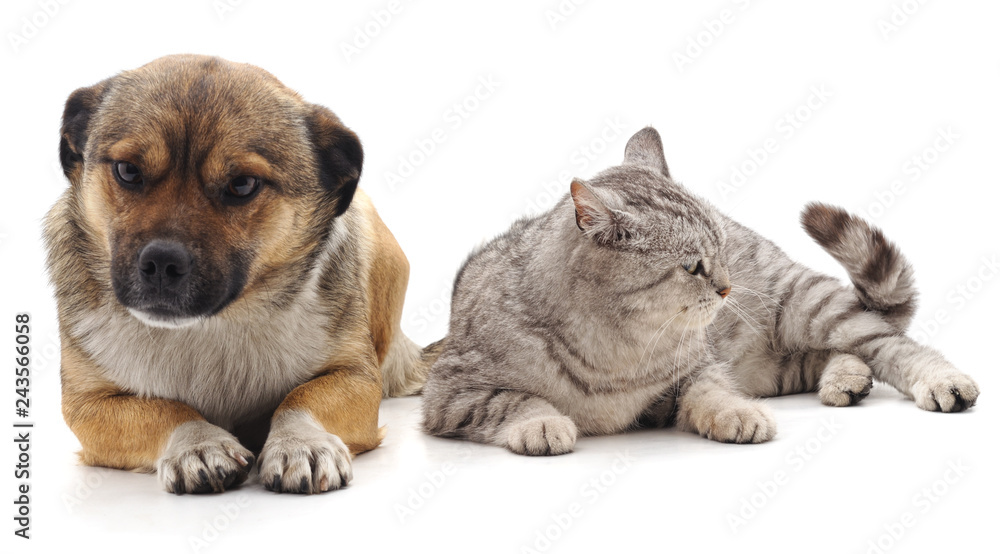 Puppy and kitten. Puppy and kitten.