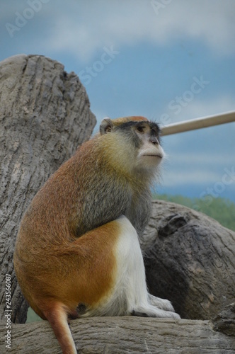 A Patas Monkey © Kari