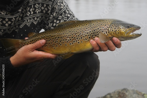 Fototapeta Naklejka Na Ścianę i Meble -  Freshly caught trout