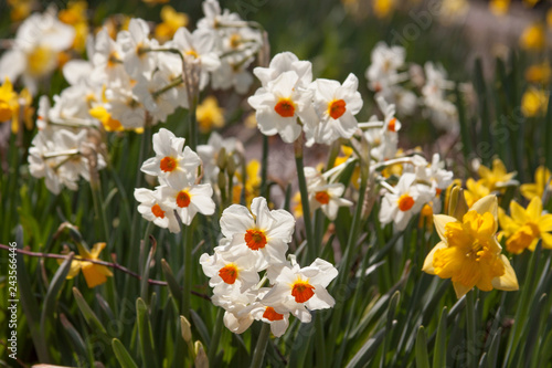 tiny daffodil group