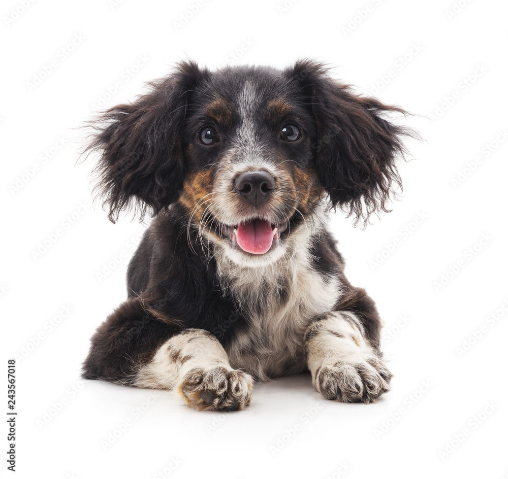 One little puppy. One little puppy.
