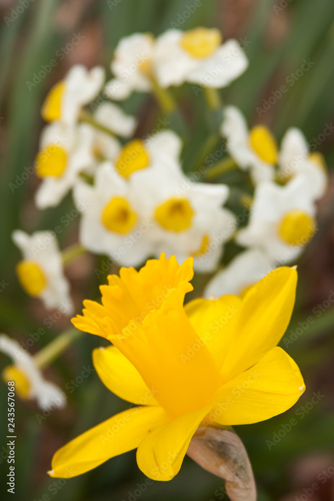 Fototapeta premium daffodil close