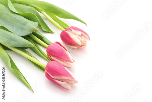 Fototapeta Naklejka Na Ścianę i Meble -  Bouquet pink tulips.
