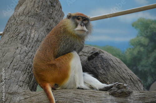 A Patas Monkey © Kari