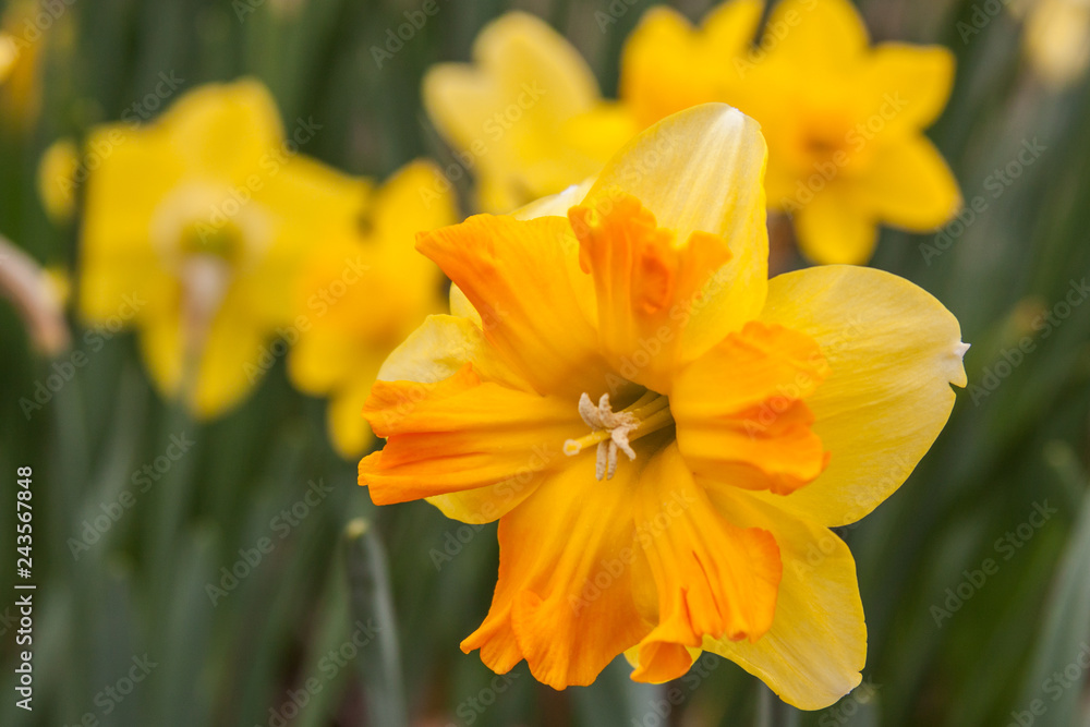 daffodil with group behind daffodil with group behind