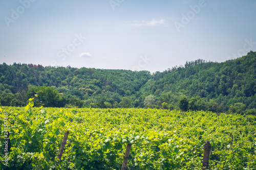 Moravian region, around Podyji National Park, Czech Republic. Vineyard. Wine, landscape. Bicycle trip.