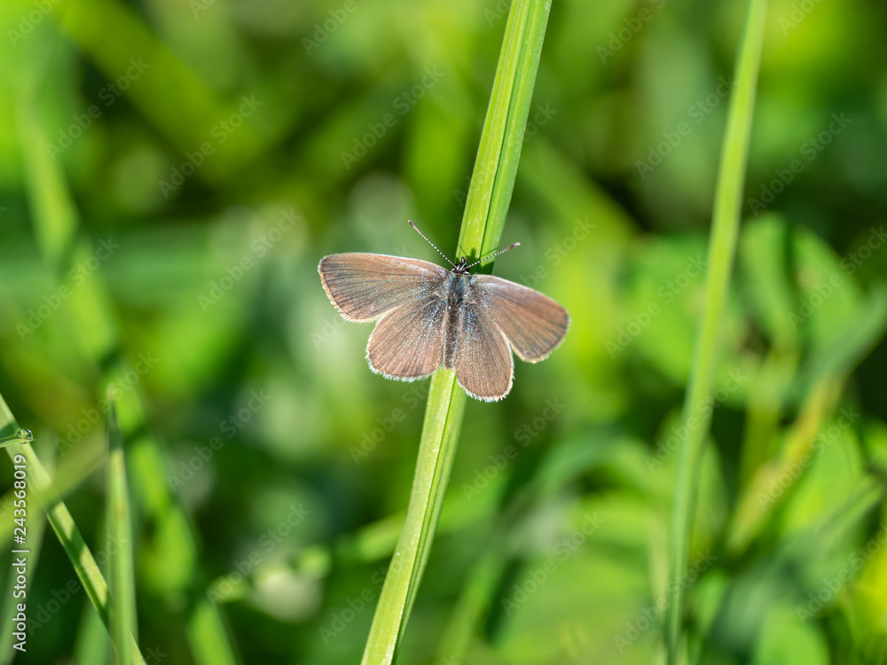 Small blue butterfly ( Cupido minimus ) Small blue butterfly ( Cupido minimus )