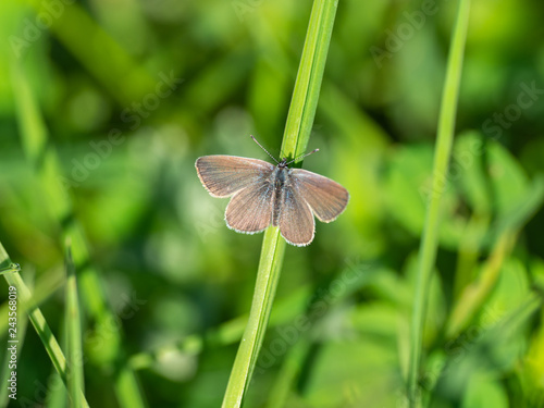 Small blue butterfly ( Cupido minimus )