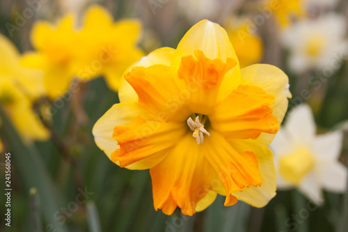 daffodil grouping © fgsmiles