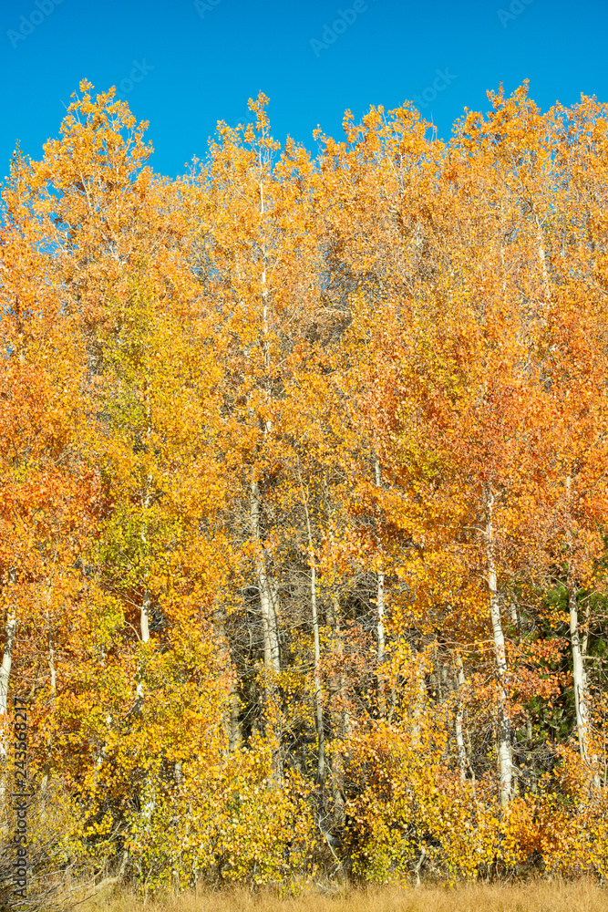 Obraz premium Fall foliage color in the Sierra Nevada Mountain Range California