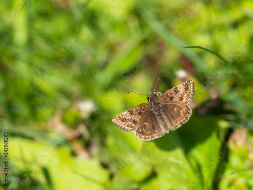 Dingy Skipper Butterfly ( Erynnis tages )