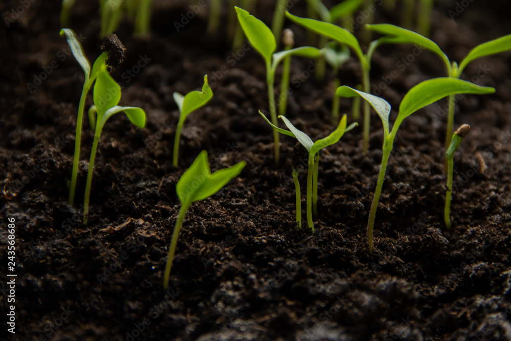 A young green paper seedlings sprouts grow-up from the ground A young green paper seedlings sprouts grow-up from the ground