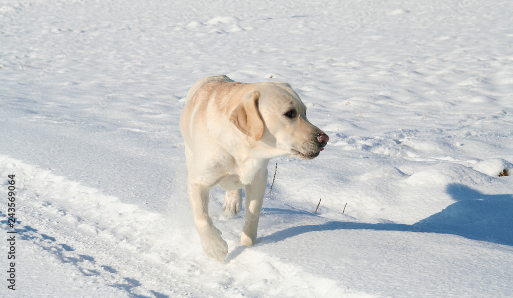 Heller reinrassiger Labrador läuft durch kalte Schnee Landschaft