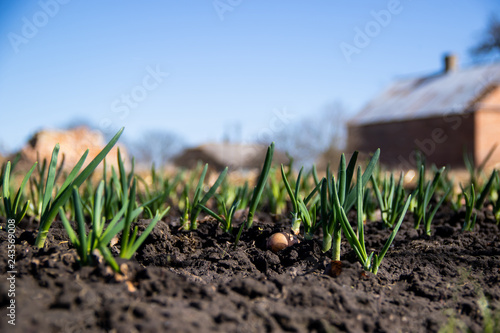 Young green onion sprouted on the field and blue spring sky in the background