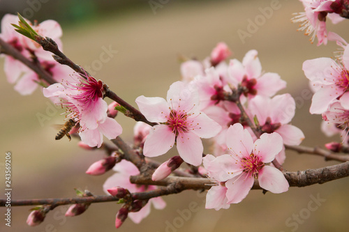 peach blossom with bee