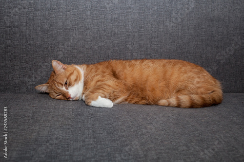 sad red cat lying with eyes open on a gray sofa after anesthesia. A different cat character sadness depressed without his people. veterinary and pet care photo