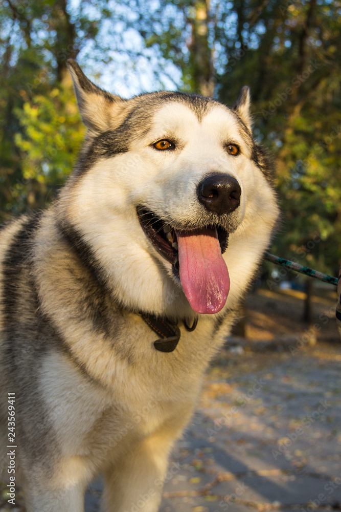 Malamute for a walk in the autumn Park