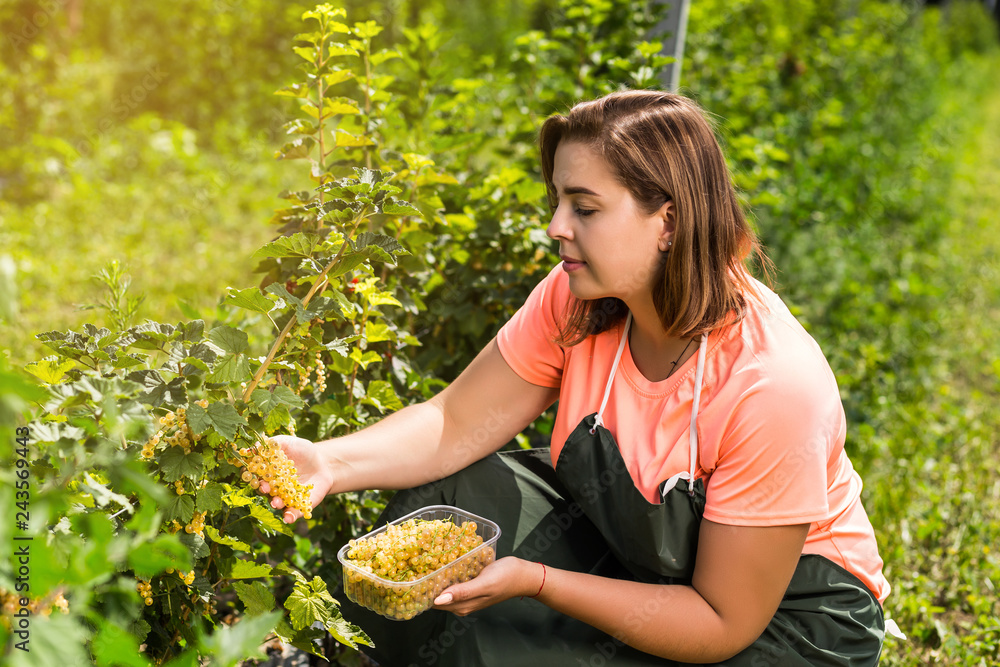 Yellow currant growers engineer working in garden with harvest, woman with box of berries Yellow currant growers engineer working in garden with harvest, woman with box of berries