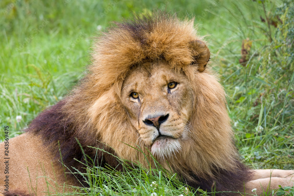 African male lion