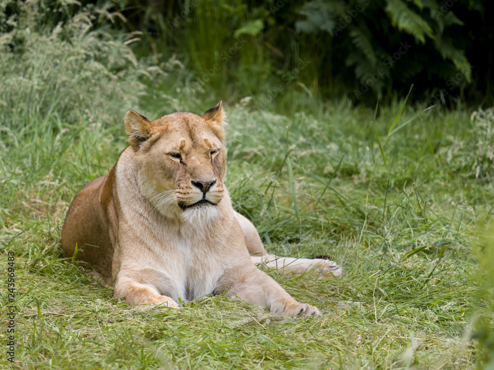 Obraz premium Relaxing African lioness