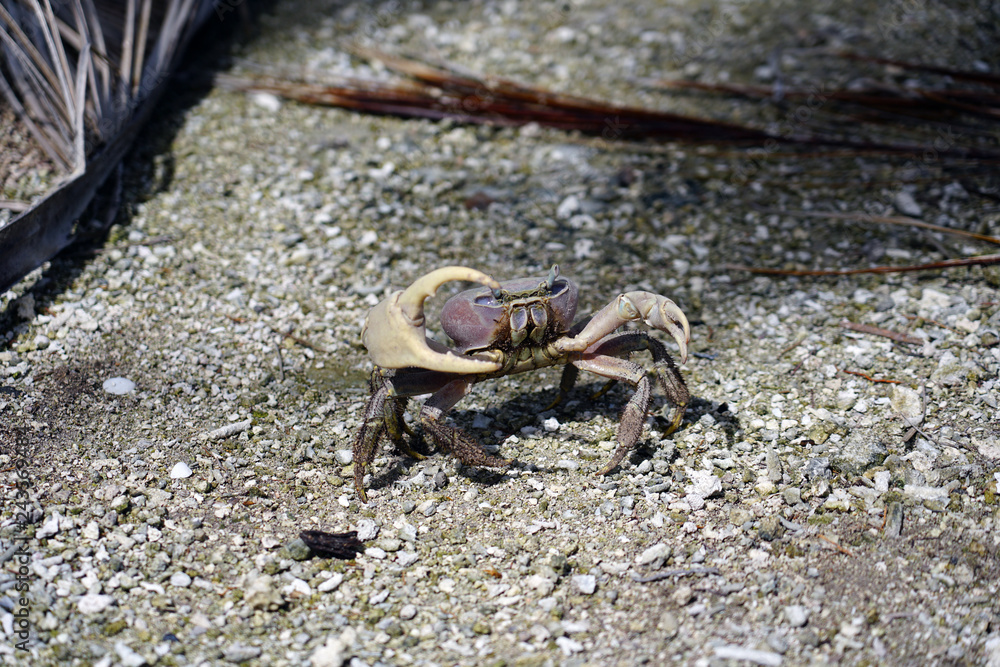 A grey mud crab on sandy land in Bora Bora, French Polynesia