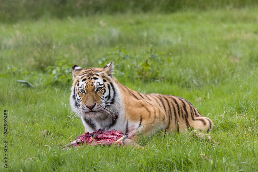 Obraz premium Endangered Amur tiger