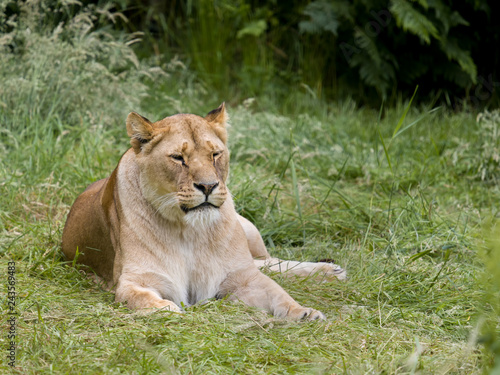 Relaxing African lioness