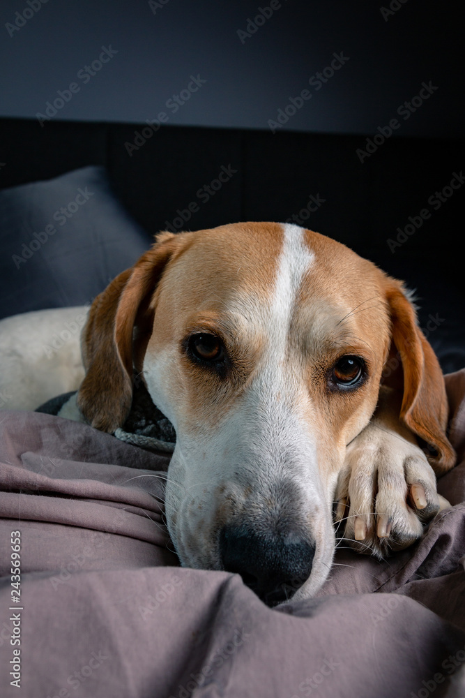 chien dans le lit