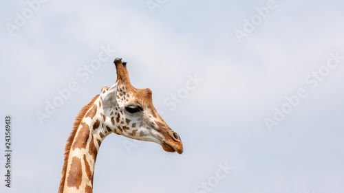Ugandan Rothschild's Giraffe (Giraffa camelopardalis rothschildi)