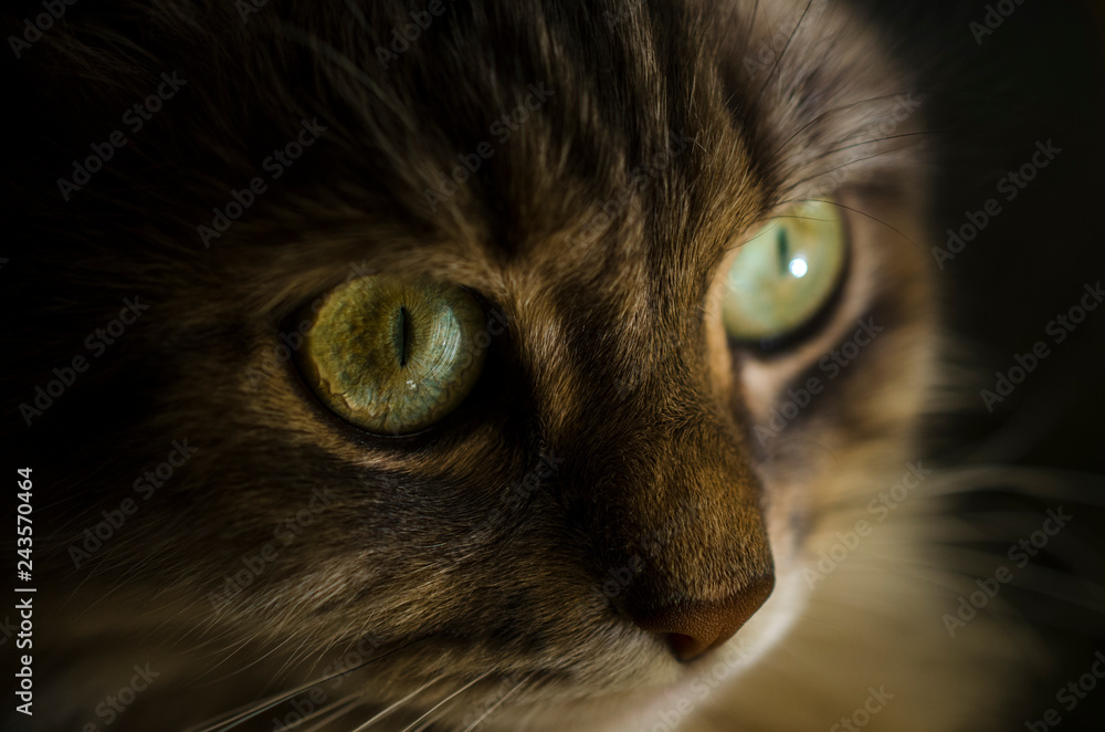 Obraz premium kaganiec kota, twarz z bliska